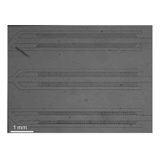 Cell growth dynamics